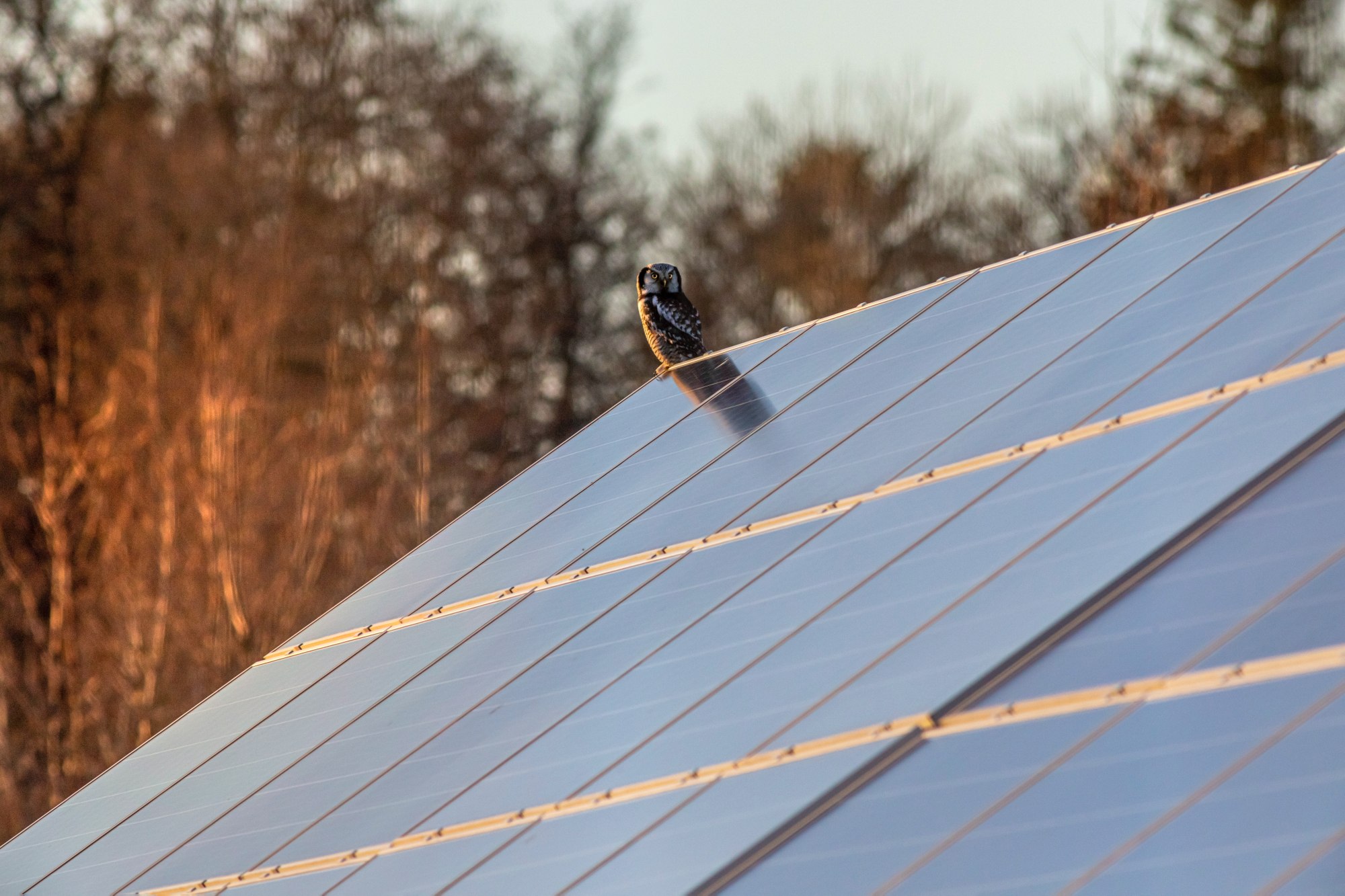 orientación placas solares